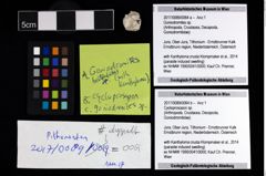 Foto (Objekt + Etikett) von Goniodromites sp.  (NHMW-GEO-2017-0089-0064a)